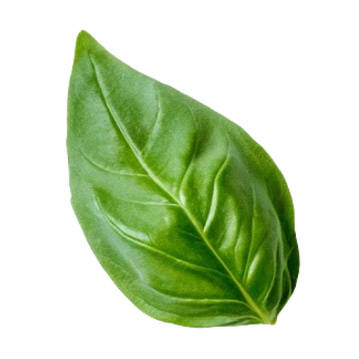 Basil Leaf